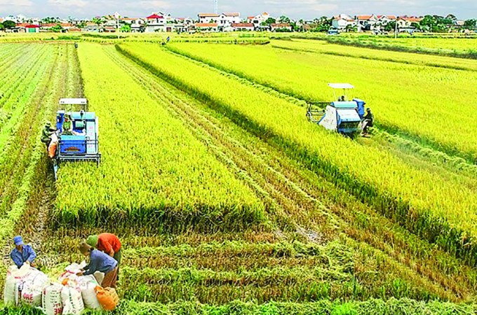 Nông nghiệp với vai trò trụ đỡ cho nền kinh tế Việt Nam